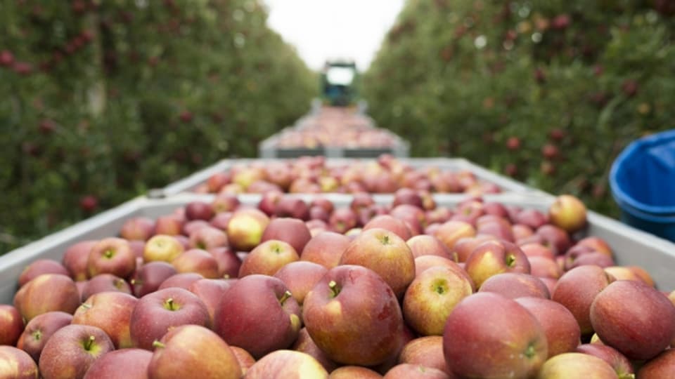 Ernte der beliebten Braeburn-Äpfel. Sie werden massenweise angebaut.