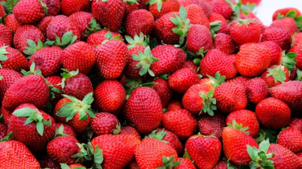 Die beliebteste Zwischenverpflegung in Wimbledon:  Erdbeeren mit flüssigem Rahm.