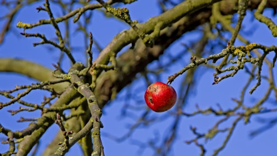 Schlechte Apfelernte  - Jetzt zeigen sich die Auswirkungen des Kälteeinbruchs im Frühling.