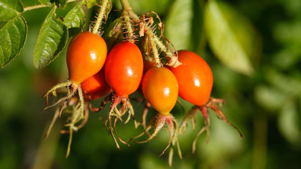 Auch wenn die Wärme dem Vitamin C an den Kragen geht, enthält Hagebuttentee immer noch sehr viel Vitamin C.