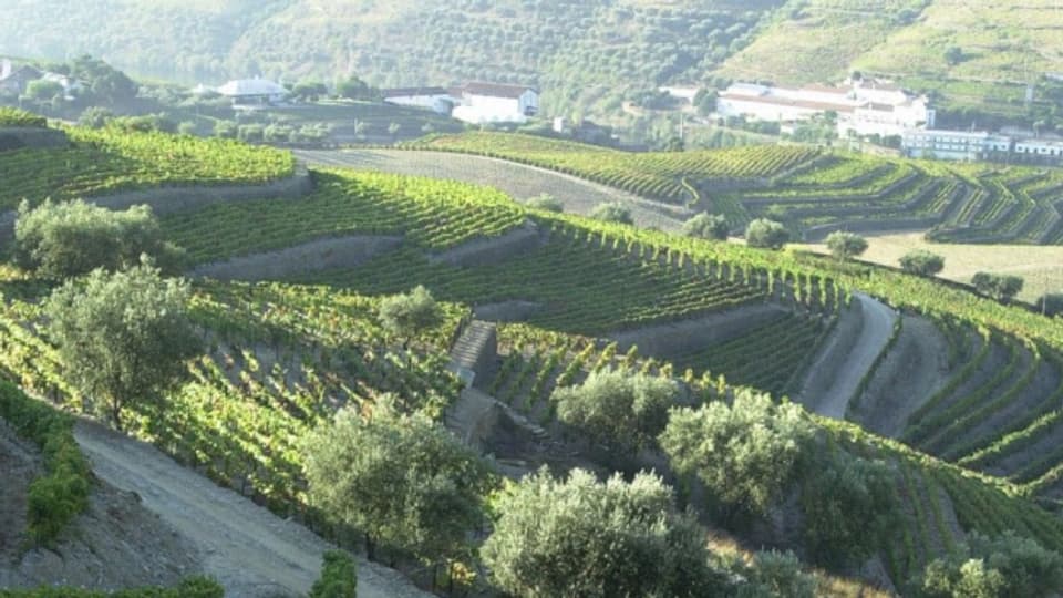 Im Weinbaugebiet Dâo weden elegante Weine erzeugt.