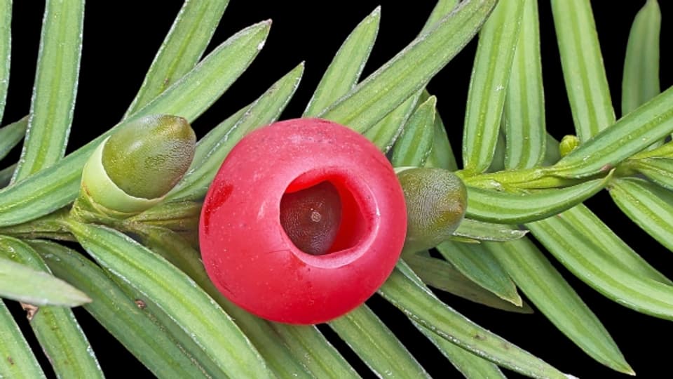 Gemeine Eibe, Taxus baccata.