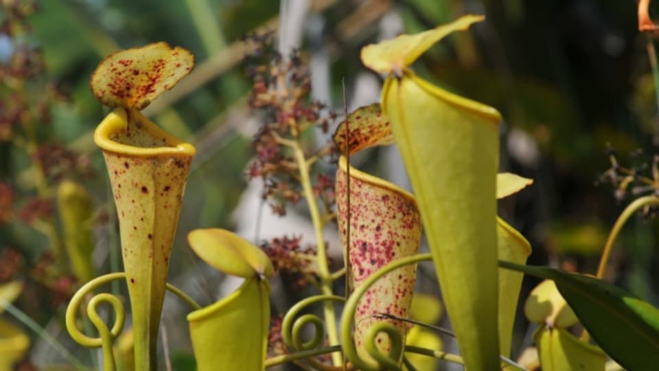 Nepenthes Madagascariensis.