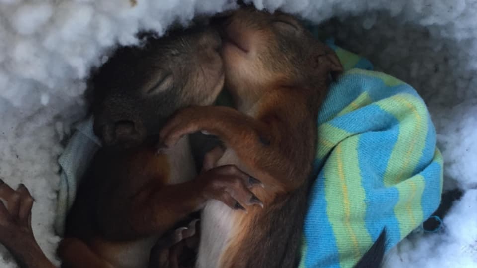 Cindy John aus Bözberg päppelt verletzte Baby-Eichhörnchen auf und wildert sie wieder aus.