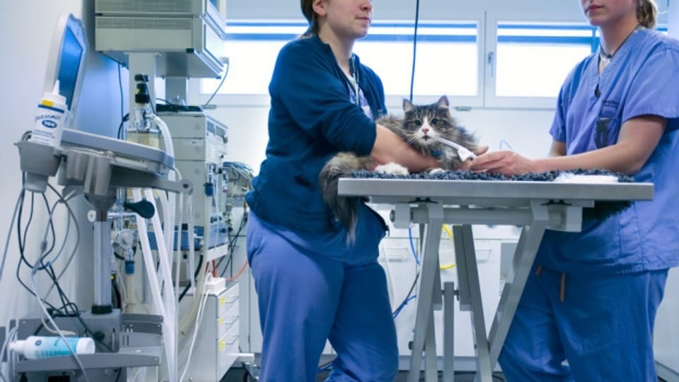 Eine Katze wird in einer Tierklinik operiert.