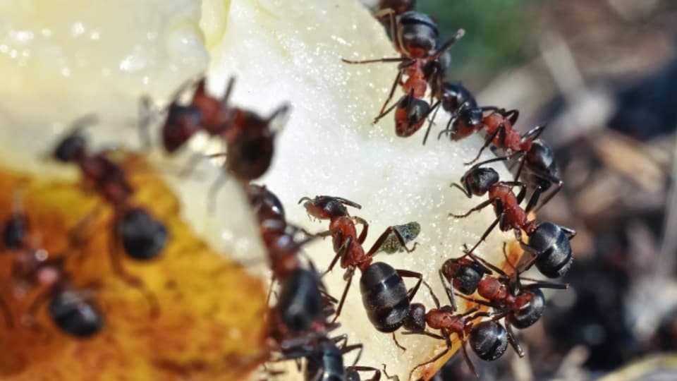 Wussten Sie, dass Ameisen mit Bienen verwandt sind? Beide Insekten gehören zu der Ordnung der Hautflüglern.