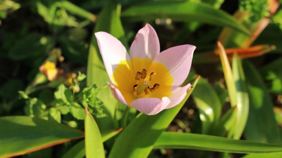 Lilac-Tulpe