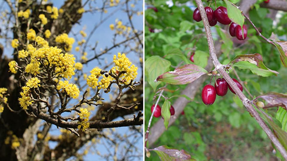 Kornelkirschen: Blüten im März, rote Steinfrüchte im September.