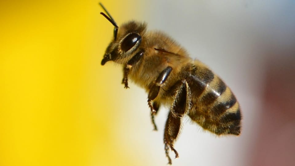 Über 600 Arten Wildbienen gibt es in der Schweiz. Viele von ihnen sind gefährdet.