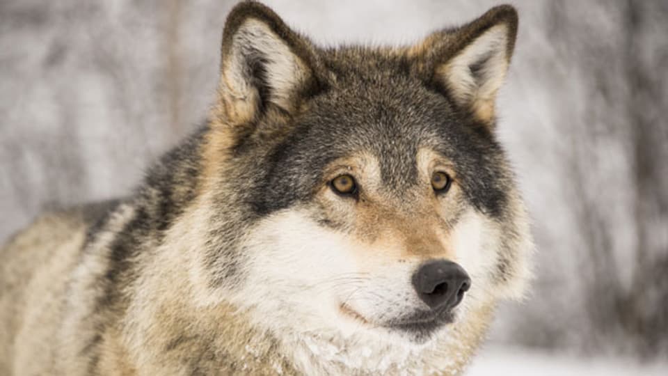 Wolf, Bär und Co. sind in der Schweiz umstritten.