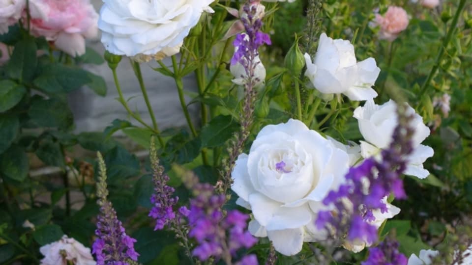 Weisse Rosen mit violetten und rosaroten Blümlein stehen im Garten