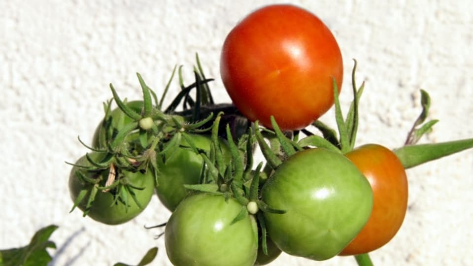 Auch wenn sie vom Strauch gefallen sind, können grüne Tomaten noch rot werden.