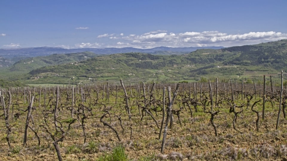 Istrien ist ein wichtiges Weinanbaugebiet in Kroatien.