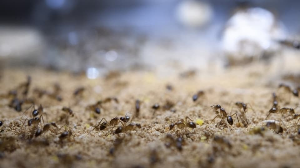 Ameisen sind oft hilfreich im Garten, oft stören sie.