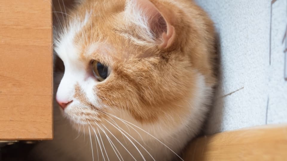 Entlaufene Katzen finden sich oft in Kellern oder Garagen von Nachbarn.