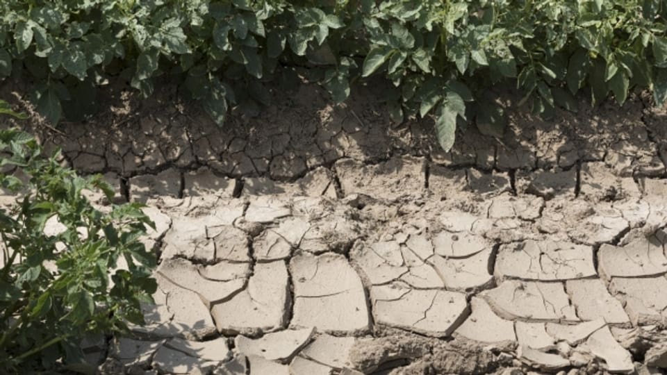 Auf Kartoffelfeldern im Aargau führt die Trockenheit bereits zu Rissen in der Erde.