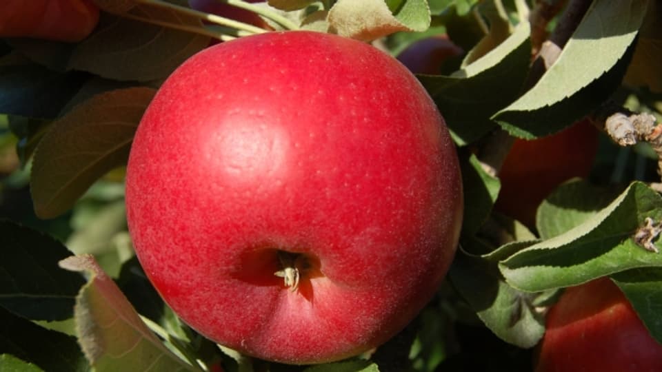 Die neue Apfelsorte Ladina kann von Mitte September an geerntet werden.