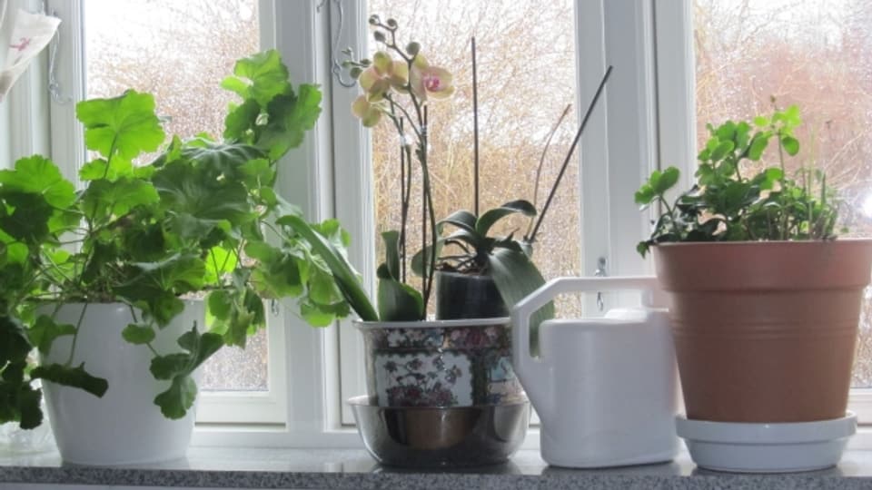 Im Winter fehlt Zimmerpflanzen oft das nötige Licht.