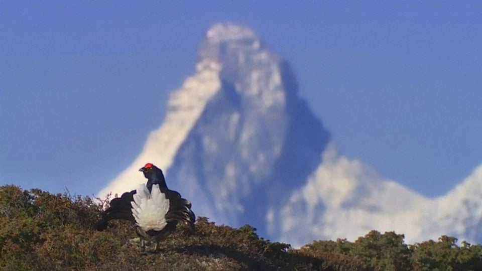 Typisch Schweiz: Ein Birkhahn vor dem Matterhorn.