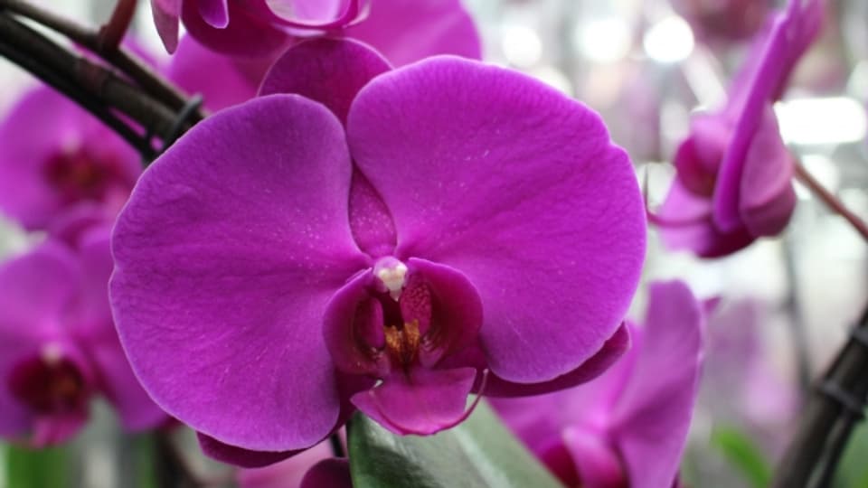 Orchideen müssen alle drei Jahre umgetopft werden. Dann erblühen sie in voller Pracht.