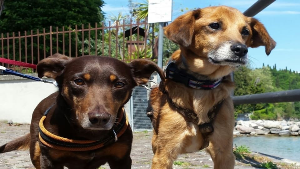 Die Hunde Felix aus Serbien und Toni aus Ungarn haben in der Schweiz eine neue Heimat gefunden.