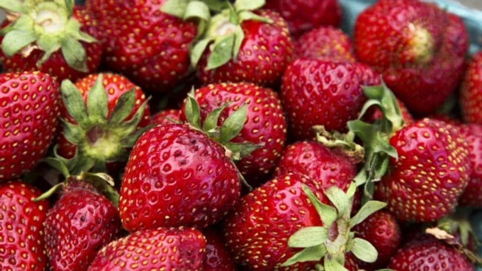 Rot und zuckersüss: So haben wir Erdbeeren gerne. Damit sie gut gedeihen, lohnt es sich, sie jetzt zu pflegen.