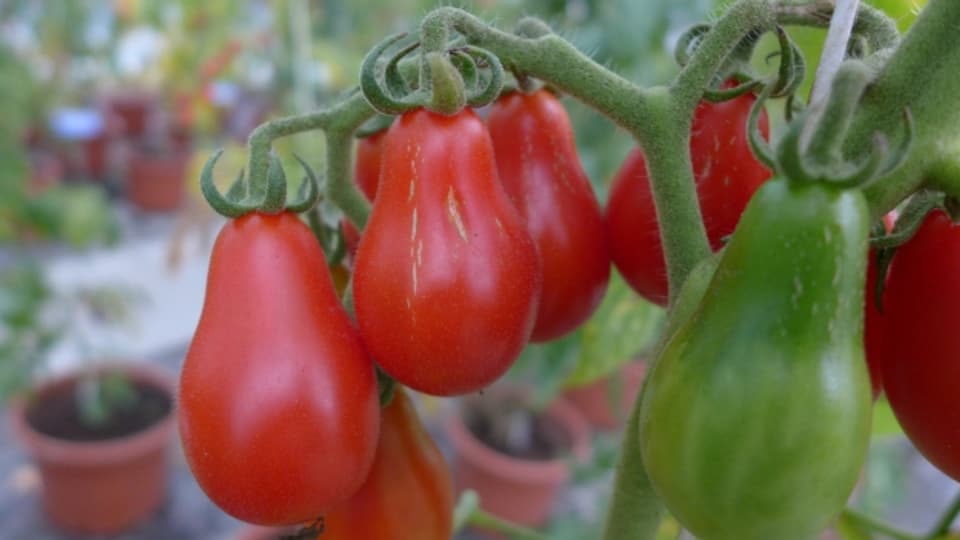 Die Tomatensorte «Red Pear» ist eine samenechte Sorte.