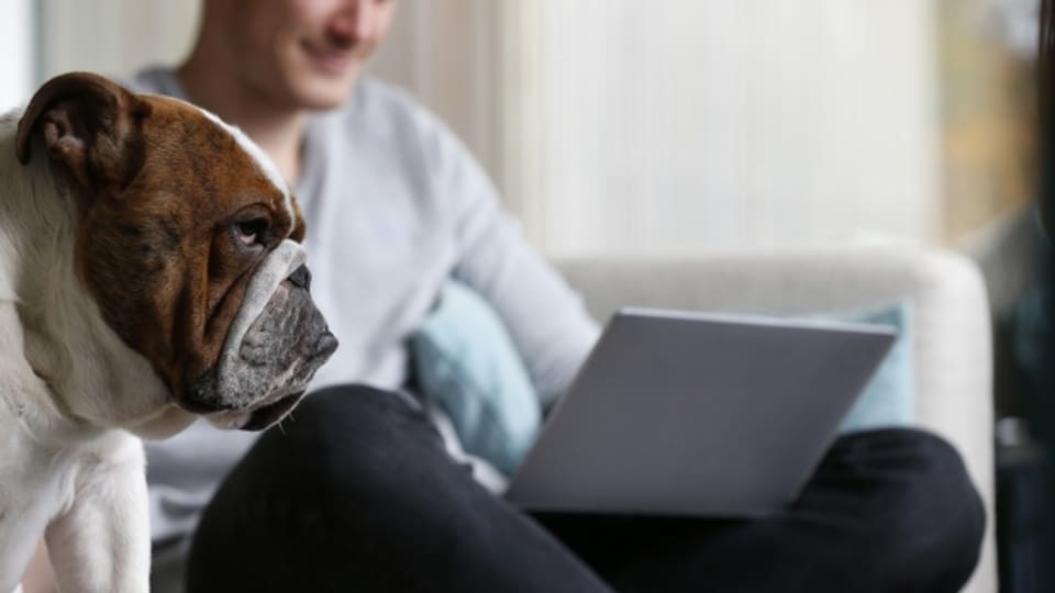 Hunde werden heute auch im Internet angeboten.