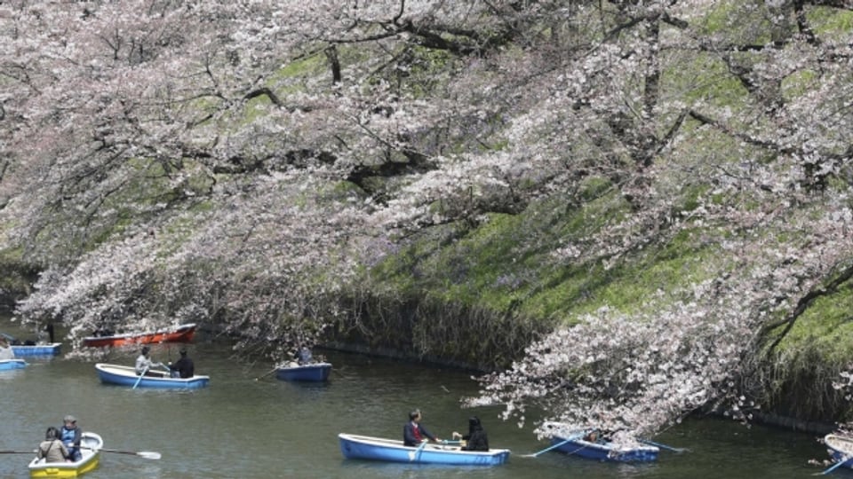 Die japanischen Kirschblüten faszinieren immer wieder aufs Neue