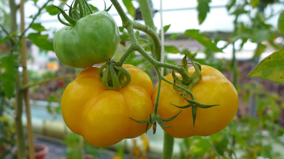 Tomaten gibt es in allen Formen und Farben.