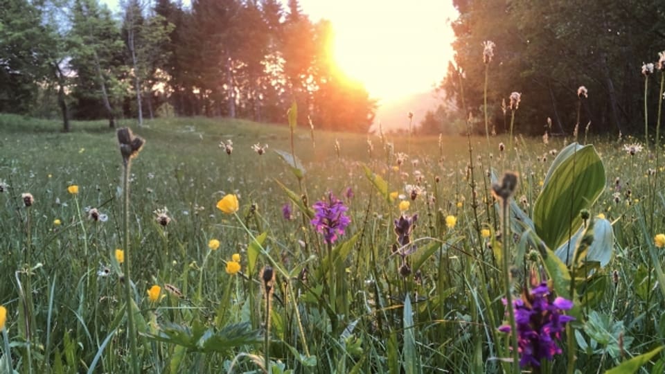 Trollblumen mit Sonnenuntergang im Hintergrund