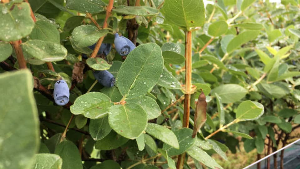 Die Haskap-Beeren sind blau wie eine Heidelbeere. Die längliche, tränenartige Form ist ein wichtiges Unterscheidungsmerkmal.