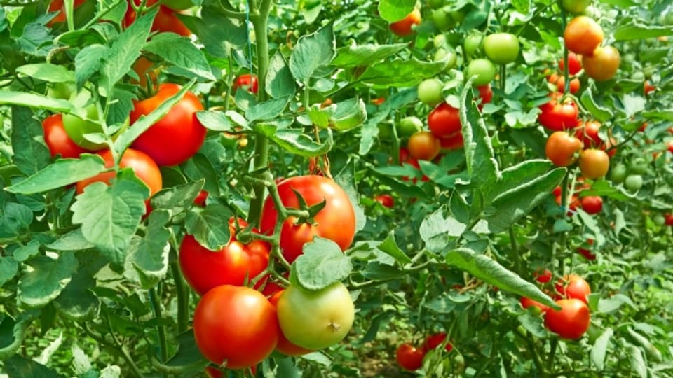 Die aus Süd- und Mittelamerika stammende Tomate ist heute weltweit beliebt.