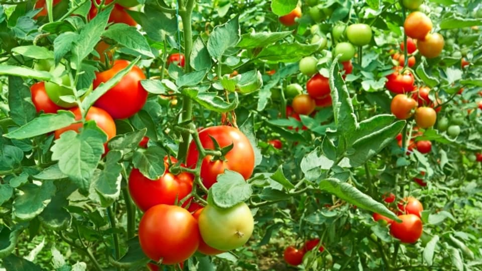 Die Tomate Von der Zierpflanze zum beliebtesten Gemüse der Welt A