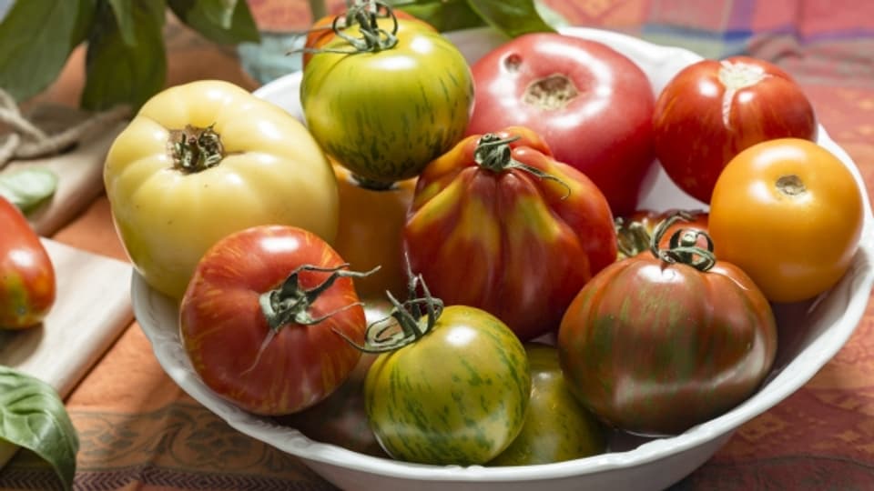 Trügerische Vielfalt: Viele im Handel erhältliche Tomatensorten haben kaum Geschmack.