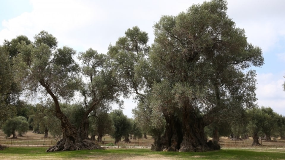 Olivenhain auf Kreta mit mehrtausenjährigen Bäumen der Sorte Throumbolia.