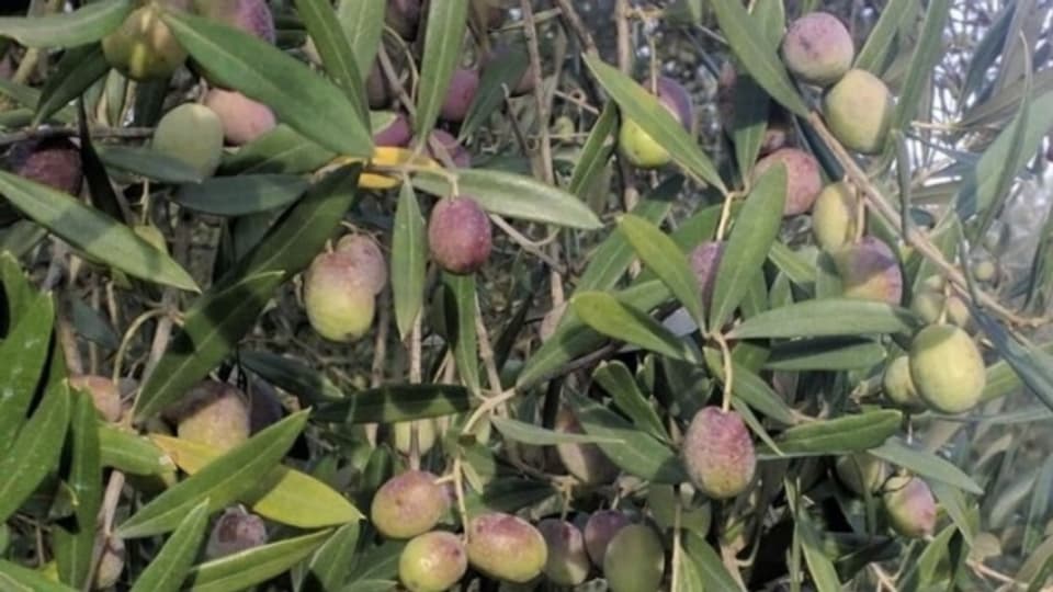 Die Erntezeit beginnt, wenn die Oliven ihre Farbe von grün zu rot-violett zu wechseln beginnen.