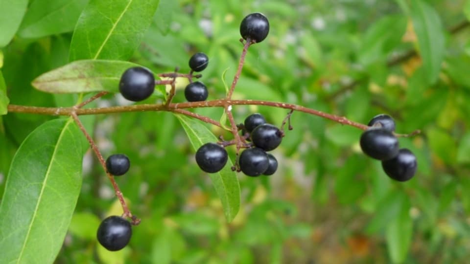 Am einheimischen Gewöhnlichen Liguster wachsen schwarze, glänzende Beeren. Sie werden von über 20 Vogelarten gefressen.