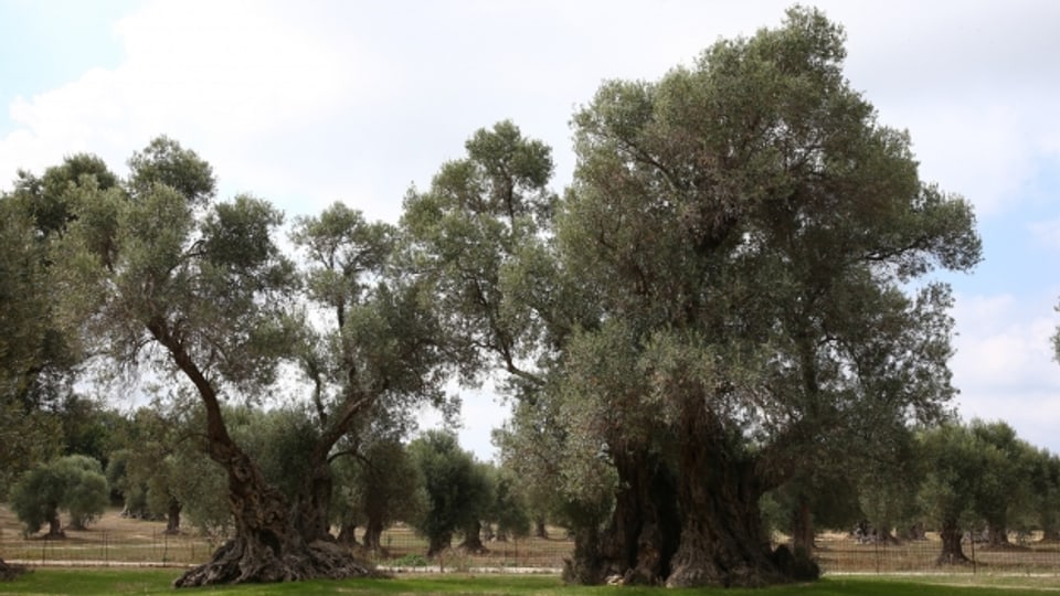 Olivenhain auf Kreta mit zum Teil mehrtausendjährigen Bäumen der Ur-Sorte Throumbolia