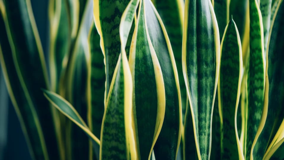 Bogenhanf (Sansevieria trifasciata) ist einfach zu halten und bildet eine stattliche Pflanze mit seinen langen, wunderschön gemusterten Blättern.