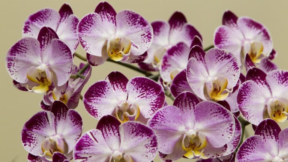 Phalaenopsis oder Schmetterlingsorchideen gehören weltweit zu den meistverkauften Zierpflanzen.
