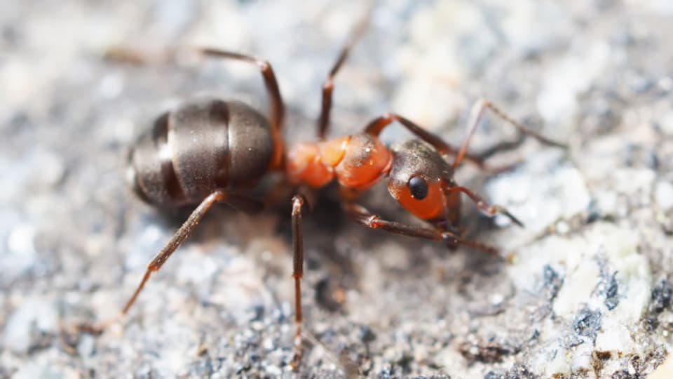 Ameisen sind sehr sensibel auf Gerüche.