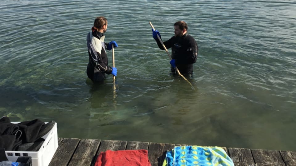 Muscheln aus dem Zürichsee - Manuel Vock und Luca Grandjean vom Zürcher Startup Umami holen asiatische Körbchenmuscheln aus dem Wasser.