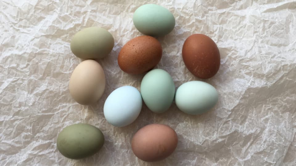 Grosse Farbenvielfalt im Gelege - Je nach Hühnerrasse haben die Eier ganz unterschiedliche Farben.