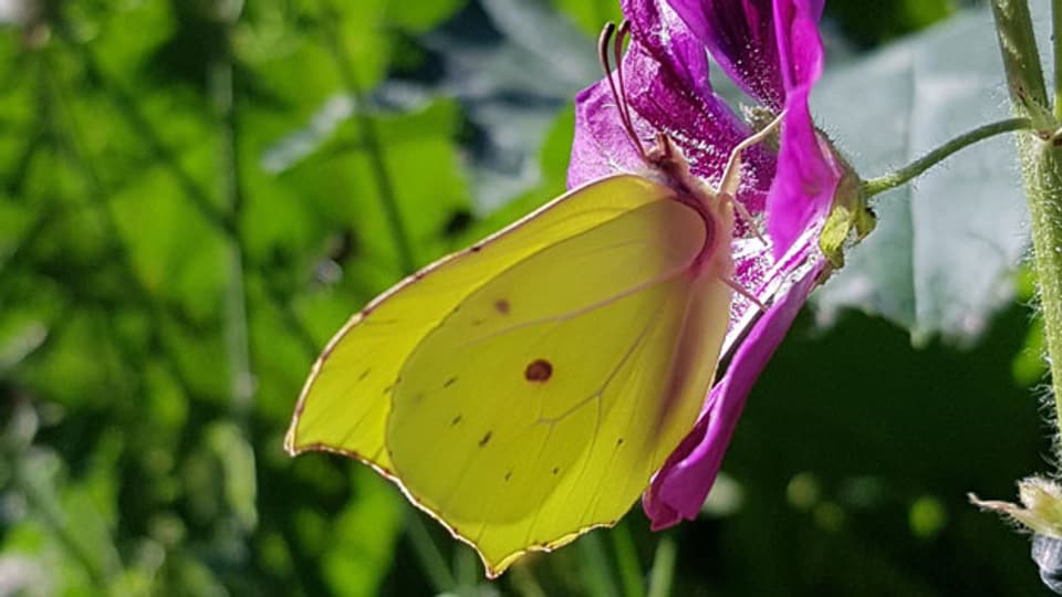 Der Zitronenfalter ist Nicole Heimgartners Lieblingsschmetterling: «Er ist so einfach – und trotzdem so wunderschön.»