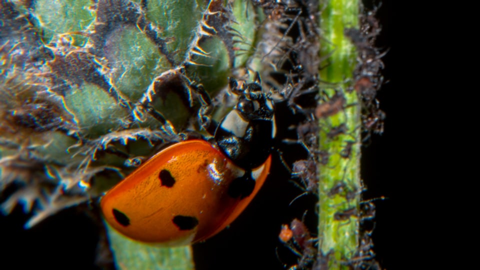 Marienkäfer haben Blattläuse auf dem Speiseplan.