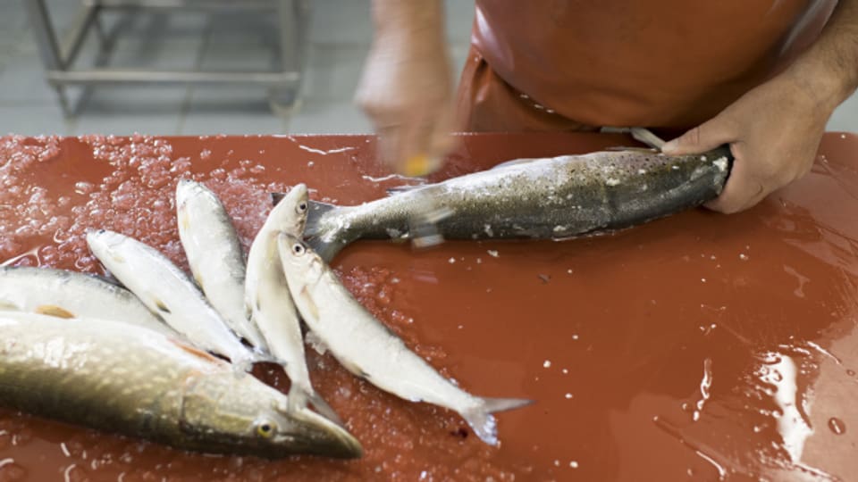 Die Nachfrage nach frischem Fisch kann auch mit den verschiedenen Zuchtbetrieben nicht gedeckt werden.