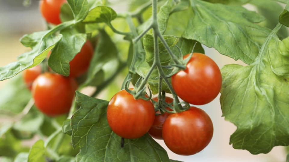 Wer Tomaten richtig setzt und sorgfältig pflegt, kann mit einer grossen Ernte rechnen.