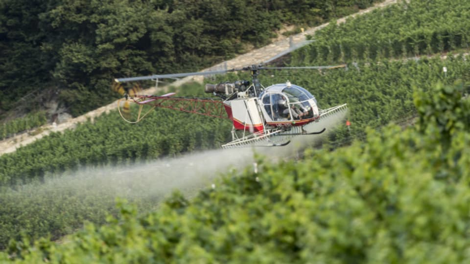 Rebbau ohne Pflanzenschutzmittel ist nicht möglich. In den steilen Hängen im Waadtland werden Helikopter eingesetzt.