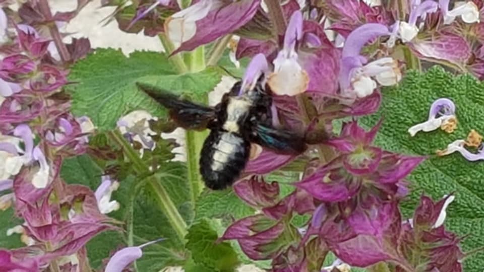 Grosse Holzbiene mit weissem Blütenstaub auf dem Rücken an Muskatellersalbei.